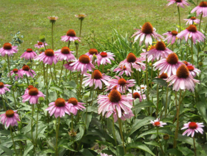 Perennial garden design with coneflower in Concord NH